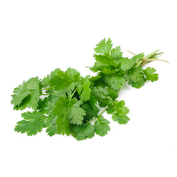 Feuille de coriandre